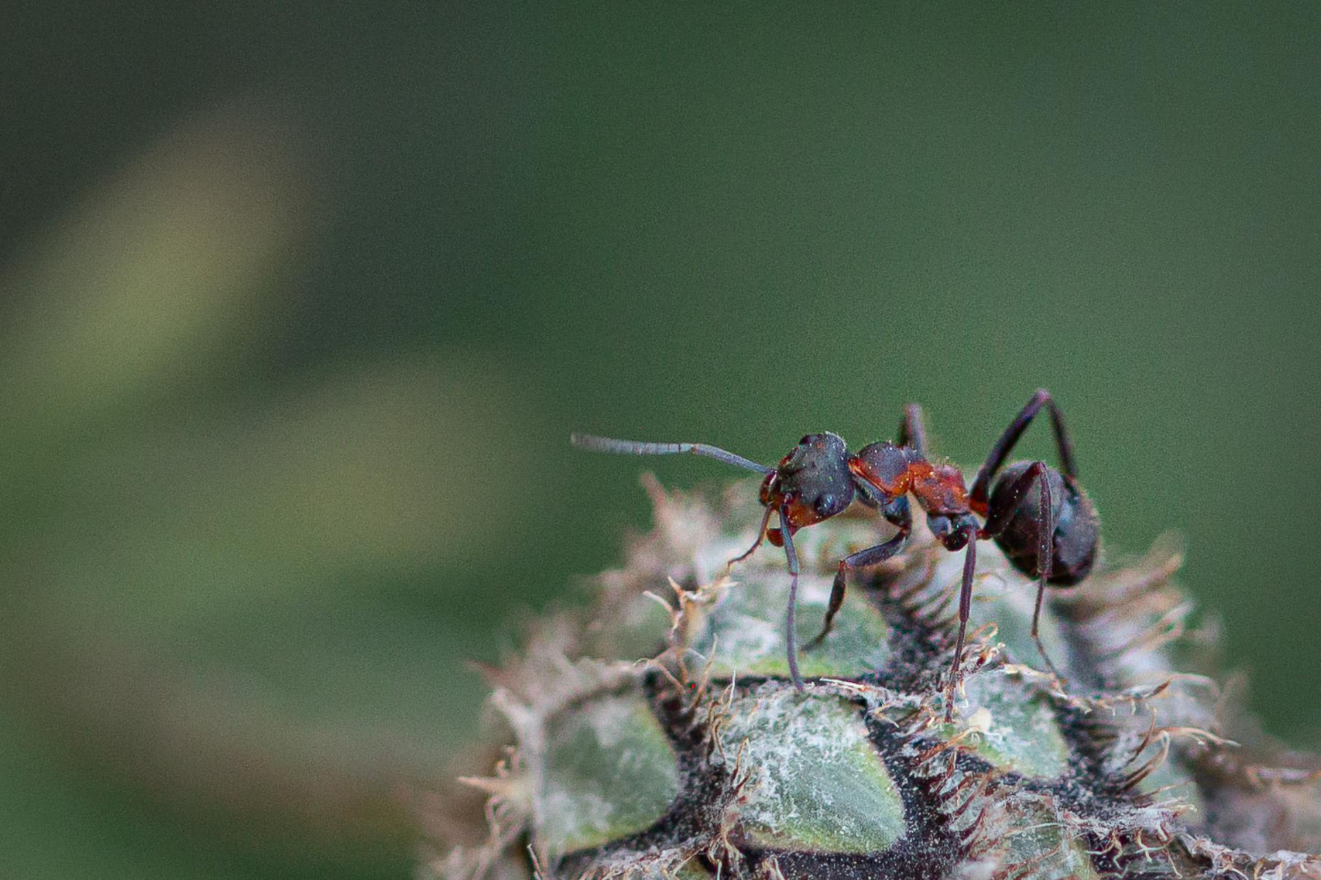 Mrówka rudnica fotografia owada na łące we wsi Grabieniec autor zdjęcia Beata Basińska