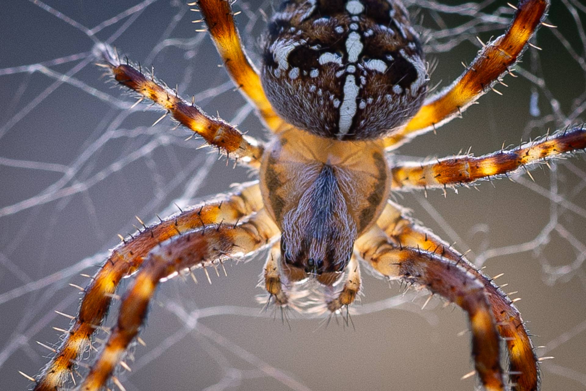 Krzyżak ogrodowy fotografia owada w ogrodzie we wsi Grabieniec autor zdjęcia Beata Basińska