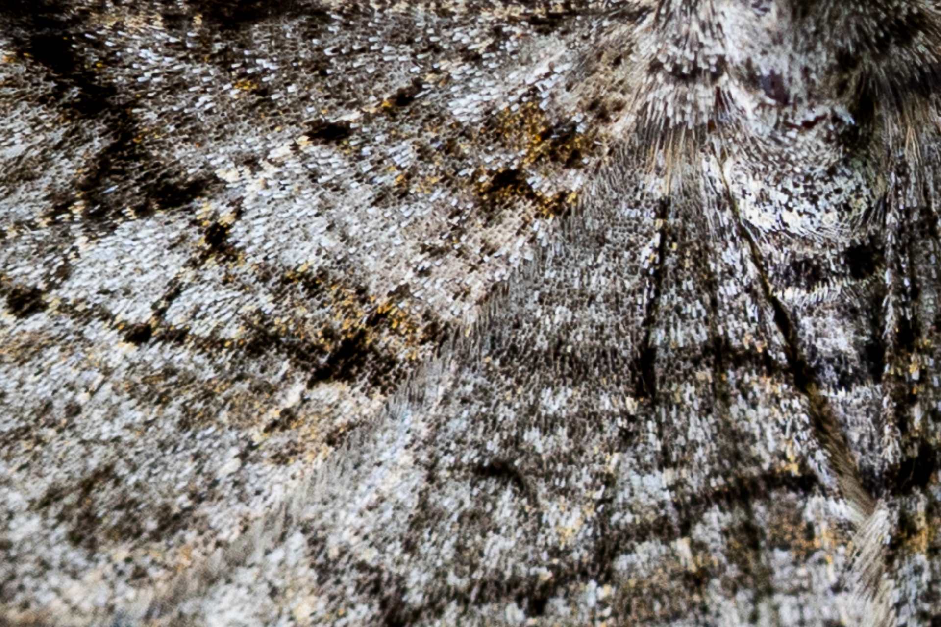 Przylepek nadębek fotografia owada w ogrodzie we wsi Grabieniec autor zdjęcia Beata Basińska