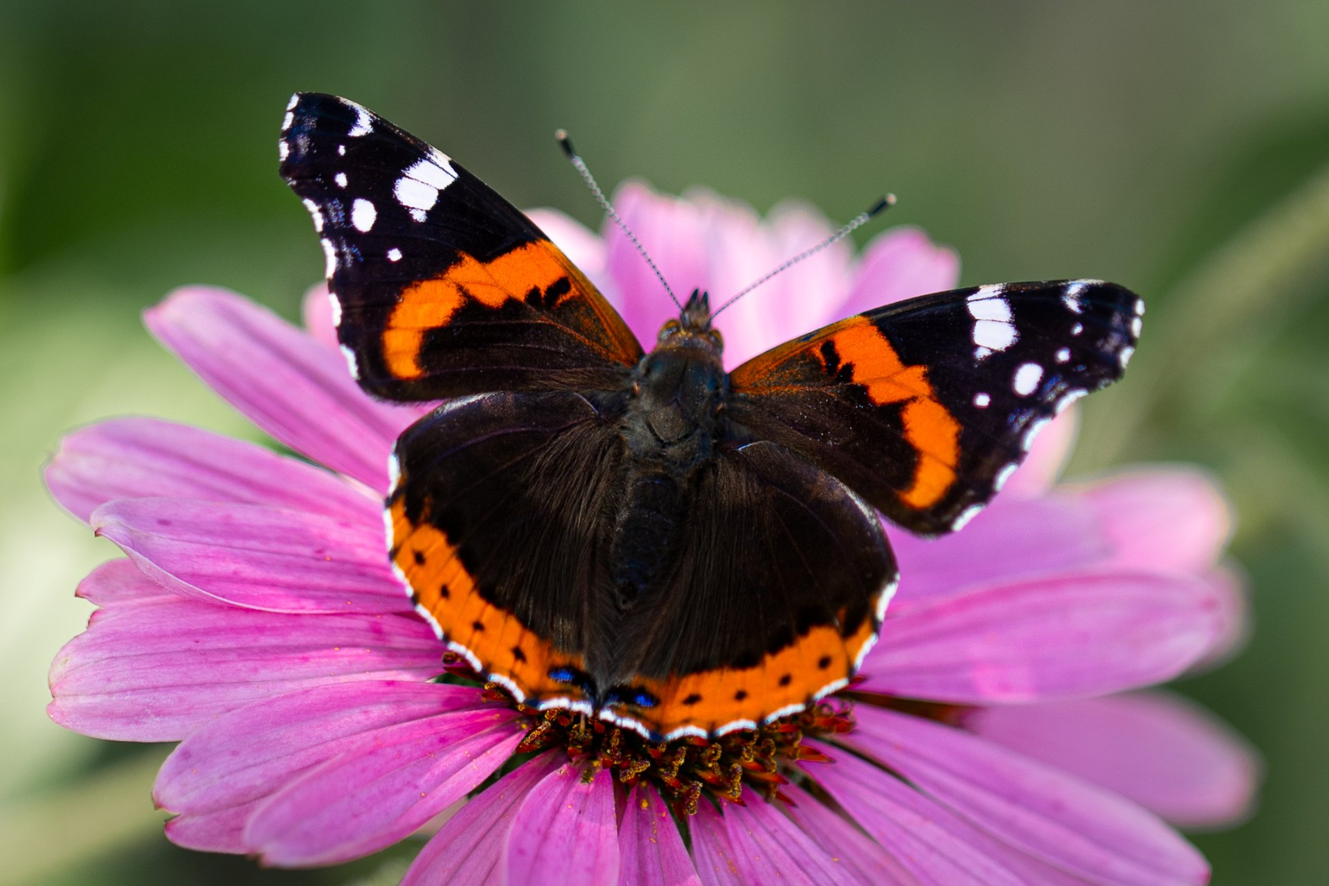 Motyl rusałka admirał fotografia owada w ogrodzie we wsi Grabieniec autor zdjęcia Beata Basińska