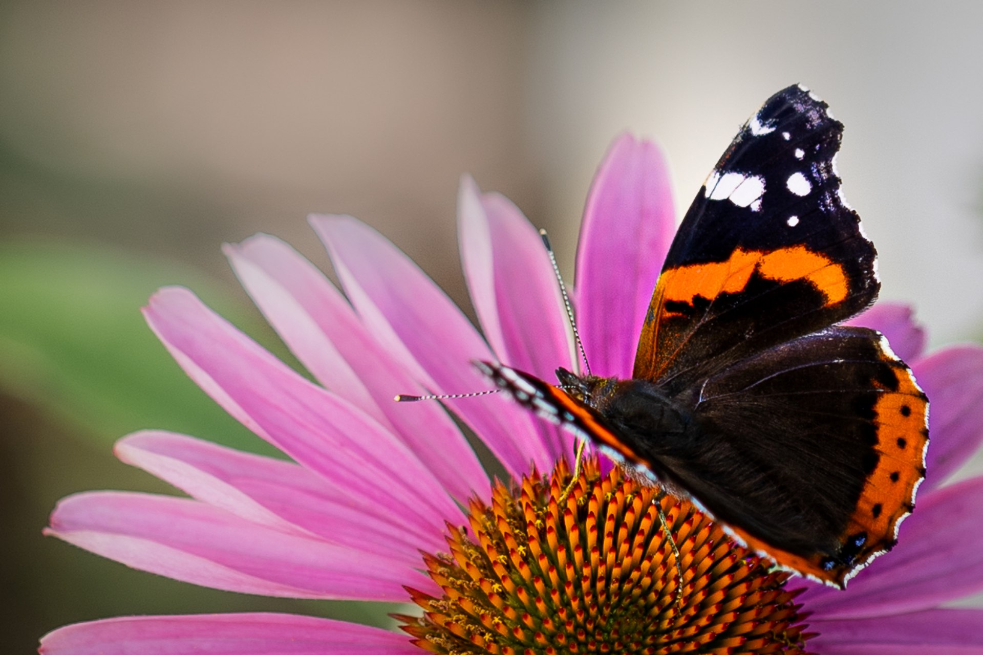Motyl rusałka admirał fotografia owada w ogrodzie we wsi Grabieniec autor zdjęcia Beata Basińska