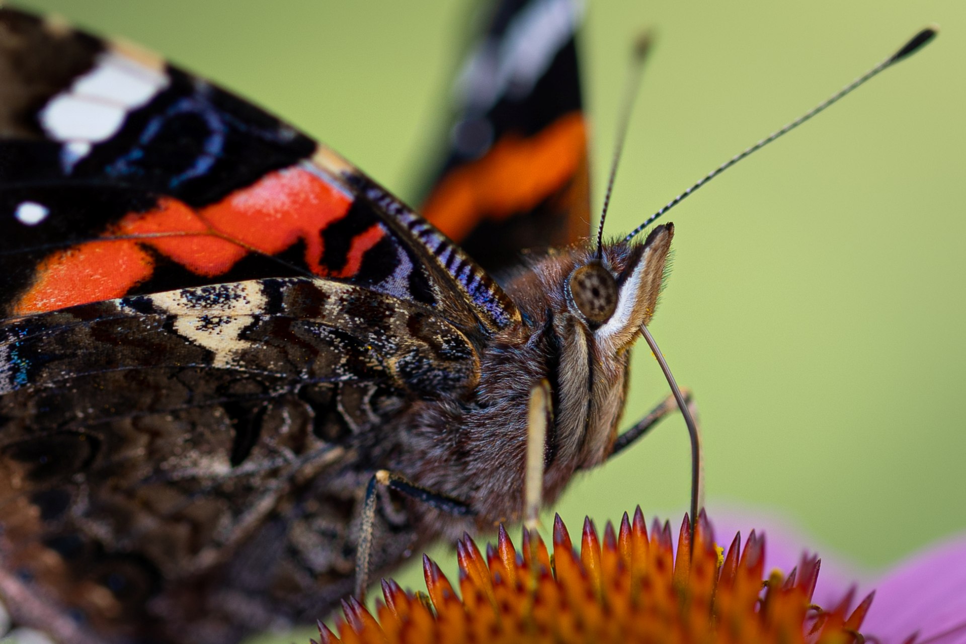 Motyl rusałka admirał fotografia owada w ogrodzie we wsi Grabieniec autor zdjęcia Beata Basińska