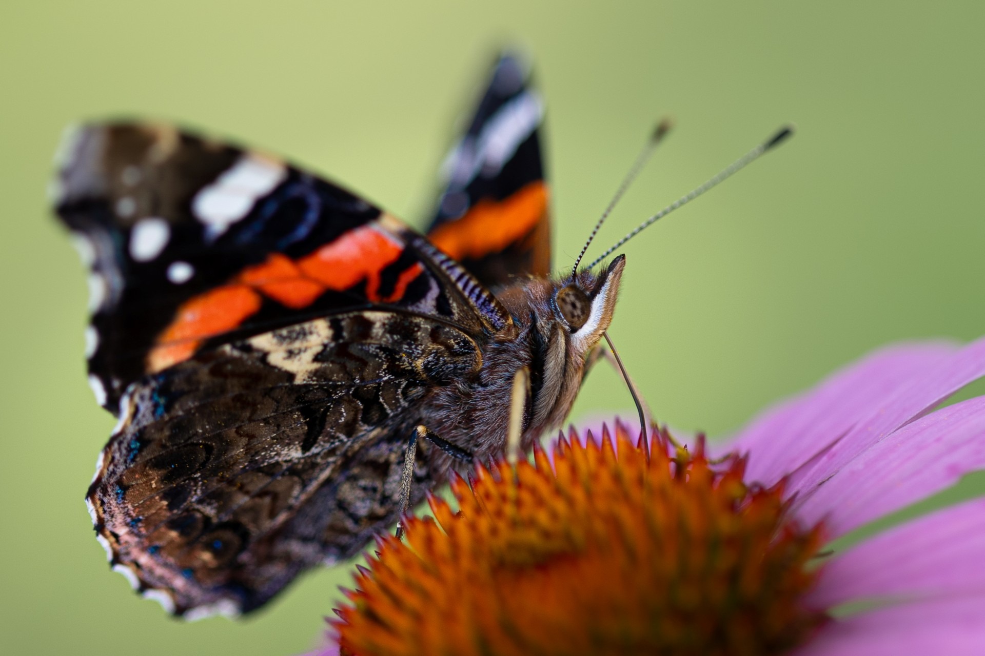 Motyl rusałka admirał fotografia owada w ogrodzie we wsi Grabieniec autor zdjęcia Beata Basińska