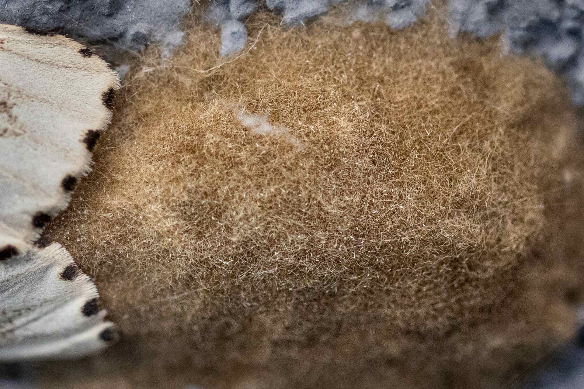Brudnica nieparka fotografia owada w ogrodzie we wsi Grabieniec autor zdjęcia Beata Basińska