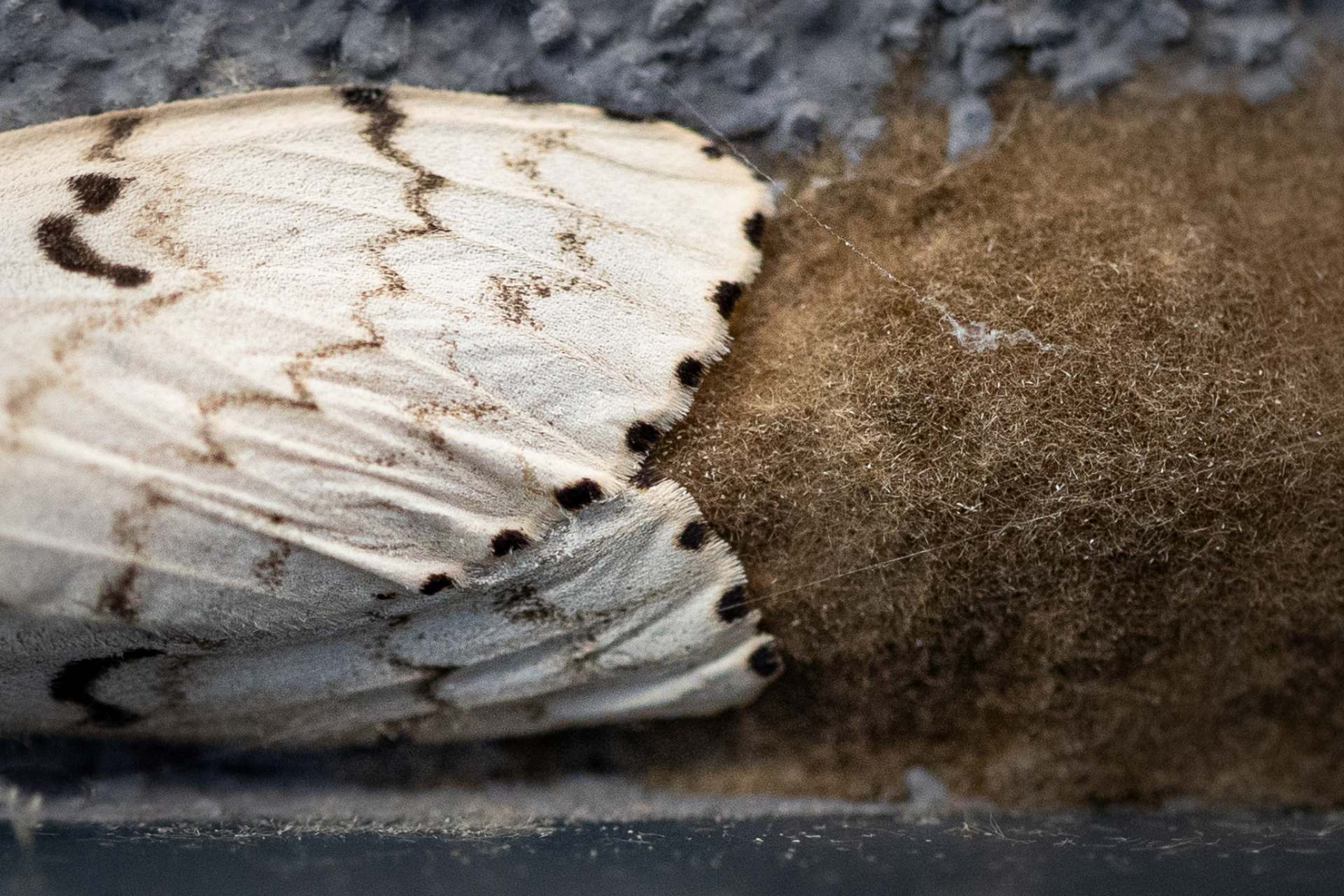 Brudnica nieparka fotografia owada w ogrodzie we wsi Grabieniec autor zdjęcia Beata Basińska